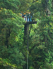 tree-platform-zipline